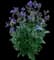Stand by Me Bush Clematis — design image 1