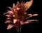 'Red Sister' Cabbage Palm — design image 19