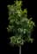 Yulan Magnolia Tree — design image 2