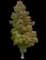 Little Leaf Linden — design image 7