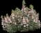 DREW'S FOLLY® Hardy Snapdragon — design image 1