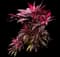 'Red Sister' Cabbage Palm — design image 21