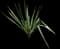 Yucca filamentosa — design image 4