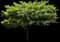 Wireless® Zelkova Tree — design image 1