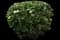 Leatherleaf Viburnum — design image 1