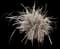 Creeping Lily Turf — design image 1
