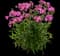 'Opening Act Ultrapink' Hybrid Phlox — design image 1