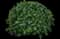 Autograph tree — design image 1