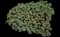 Pinwheel aeonium — design image 1