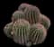 Fishhook barrel cactus — design image 1