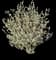 Texas Sage (Leucophyllum) — design image 3
