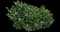 Cherry Laurel Shrub — design image 4