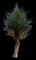 Australian Pine — design image 3