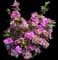 Satsuki Azalea — design image 4