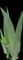 Iris — design image 5