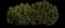 Mugo Pine — design image 11