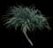 Tahitian Screw Pine — design image 12