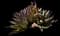 Parry's Agave — design image 16