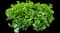 Serbian Bellflower Plant — design image 1