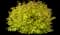 Japanese Spiraea — design image 15