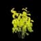 Lemony Lace® Red Elderberry — design image 2