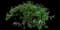 Silky Dogwood — design image 1
