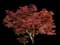 Bloodgood Japanese Maple Tree — design image 3