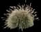Maiden Grass — design image 9