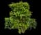 Waxleaf Privet Hedge — design image 3