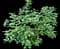Small Kauaʻi White Hibiscus — design image 4