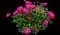 Peony (Paeonia) — design image 21