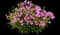 'Opening Act Romance' Hybrid Phlox — design image 1