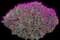 Trailing Ice Plant — design image 2
