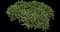 Common Yarrow — design image 3