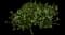 Fan Flower (Scaevola) — design image 10