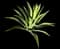 Spanish Dagger Yucca — design image 4