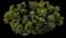 Indian Hawthorn (Rhaphiolepis indica) — design image 2