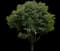 Bishop Wood — design image 1