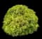 Kings Gold Cypress — design image 2