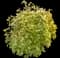 Eastern Redbud Tree — design image 18