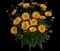 Solanna™ Golden Crown Coreopsis grandiflora — design image 1