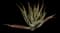 Shaw's Agave — design image 4