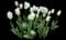 Tulip 'Hakuun' — design image 1