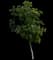 Early Glow™ Buckeye — design image 2