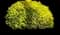 Ligustrum 'Sunshine' — design image 2