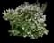 Common Lilac — design image 6