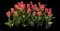 Tulip 'Cool Pink Lemonade' — design image 1