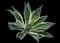 Variegated Fox Tail Agave — design image 7