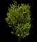 California Privet — design image 1