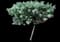 Podocarpus Roman Candle® — design image 2
